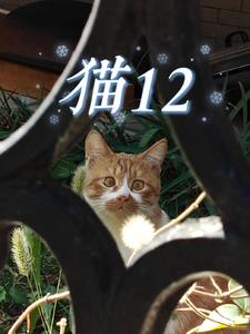 猫12个月算几岁